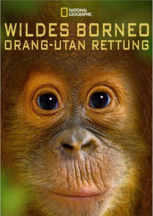 Orangutan Rescue - Back to The Wild