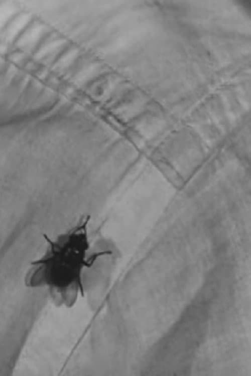A Town Without Flies