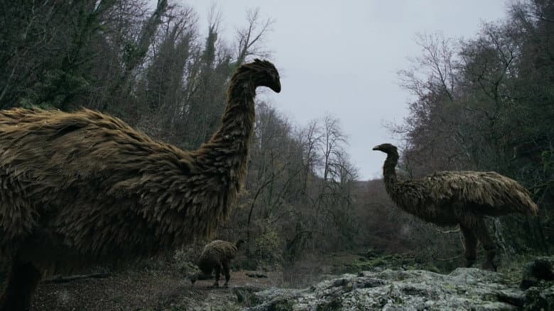 Mystery of the Giant Birds