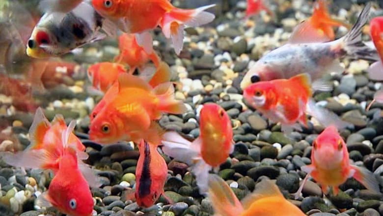 Blue Planet Easy Fishkeeping