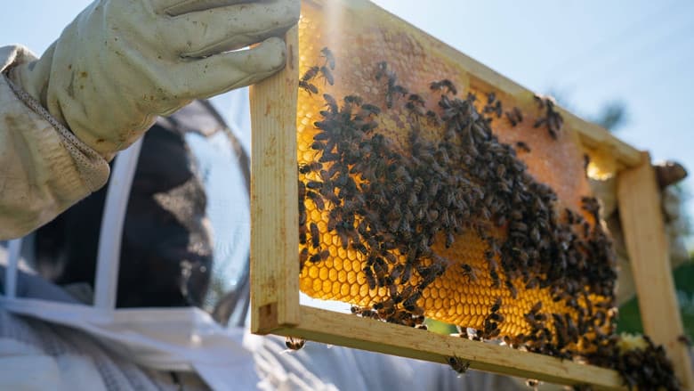 Detroit Hives