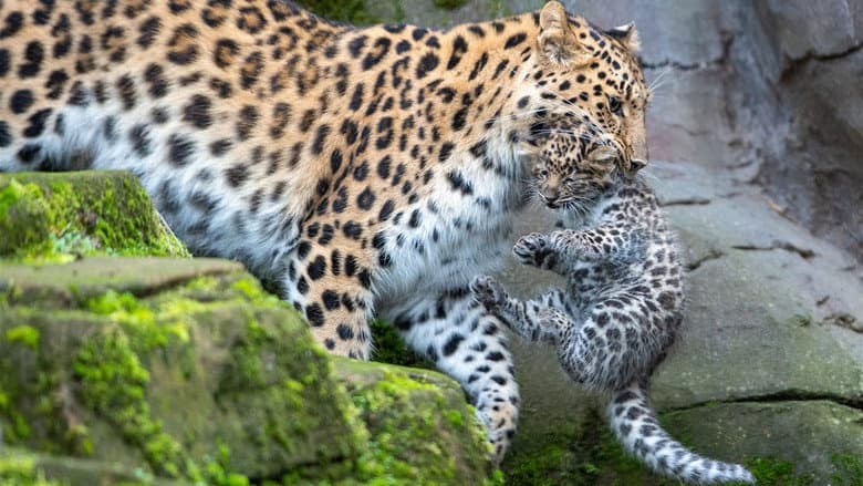 Wild India