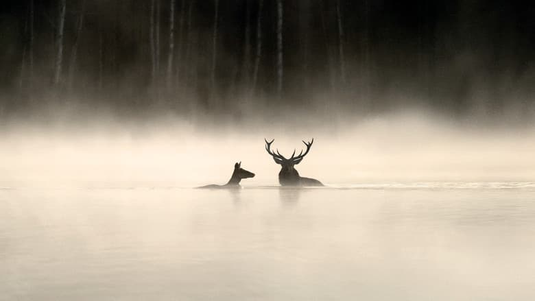 Whispers in the Woods