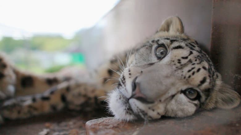 Snow Leopards of Leafy London