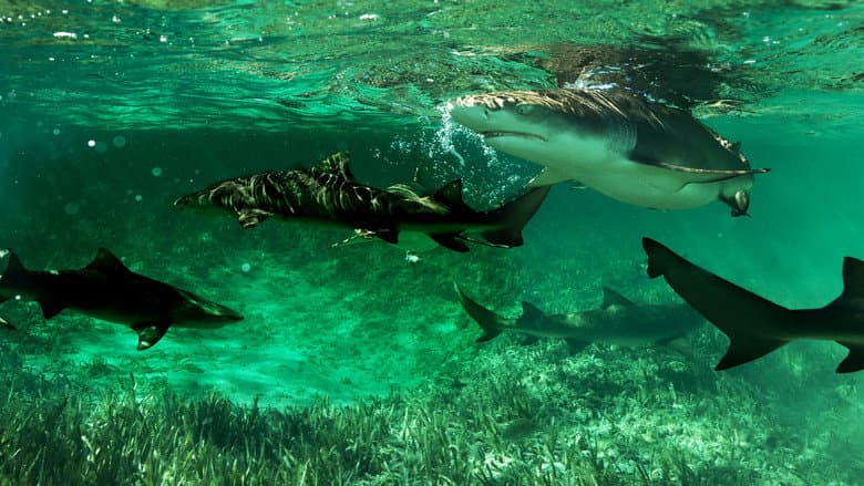 Shark Gangs