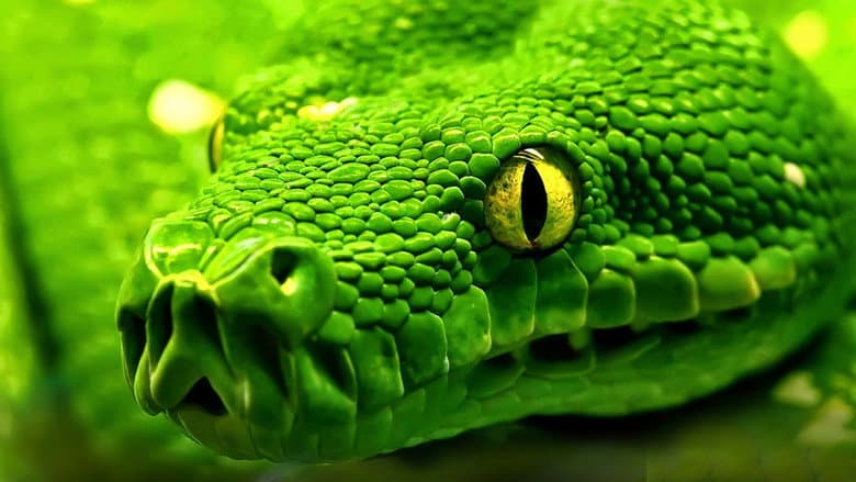 Snakes - Vorsicht: Schlangen