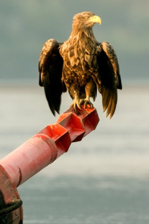 Hamburg Unleashed: Wildlife in the City