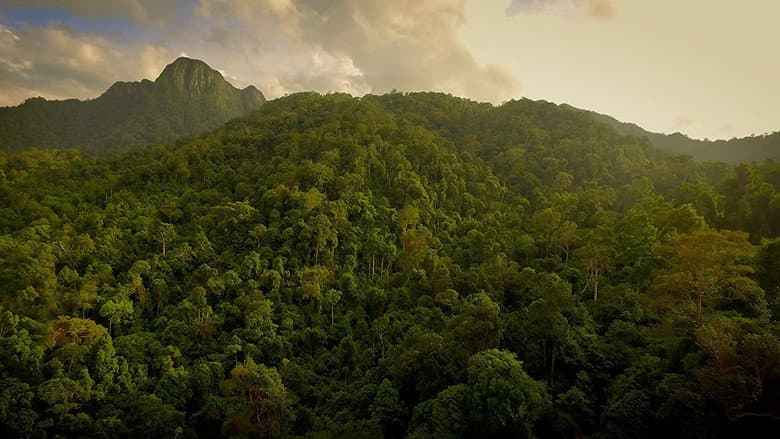 The Forgotten Forests of Malaysia