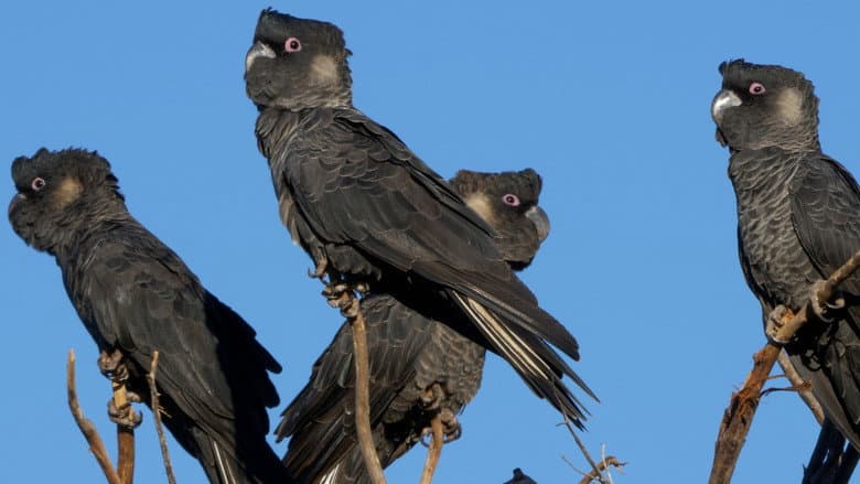 Black Cockatoo Crisis