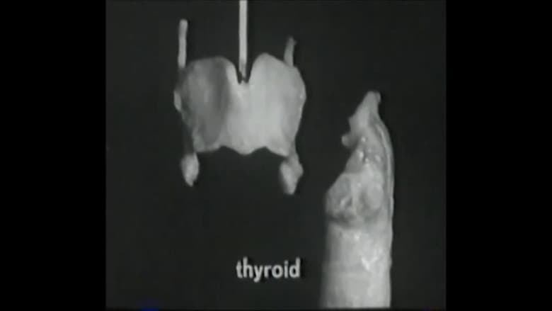 Voice Production: The Vibrating Larynx