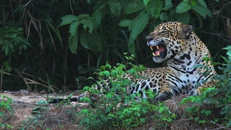 Yaguareté, la última frontera
